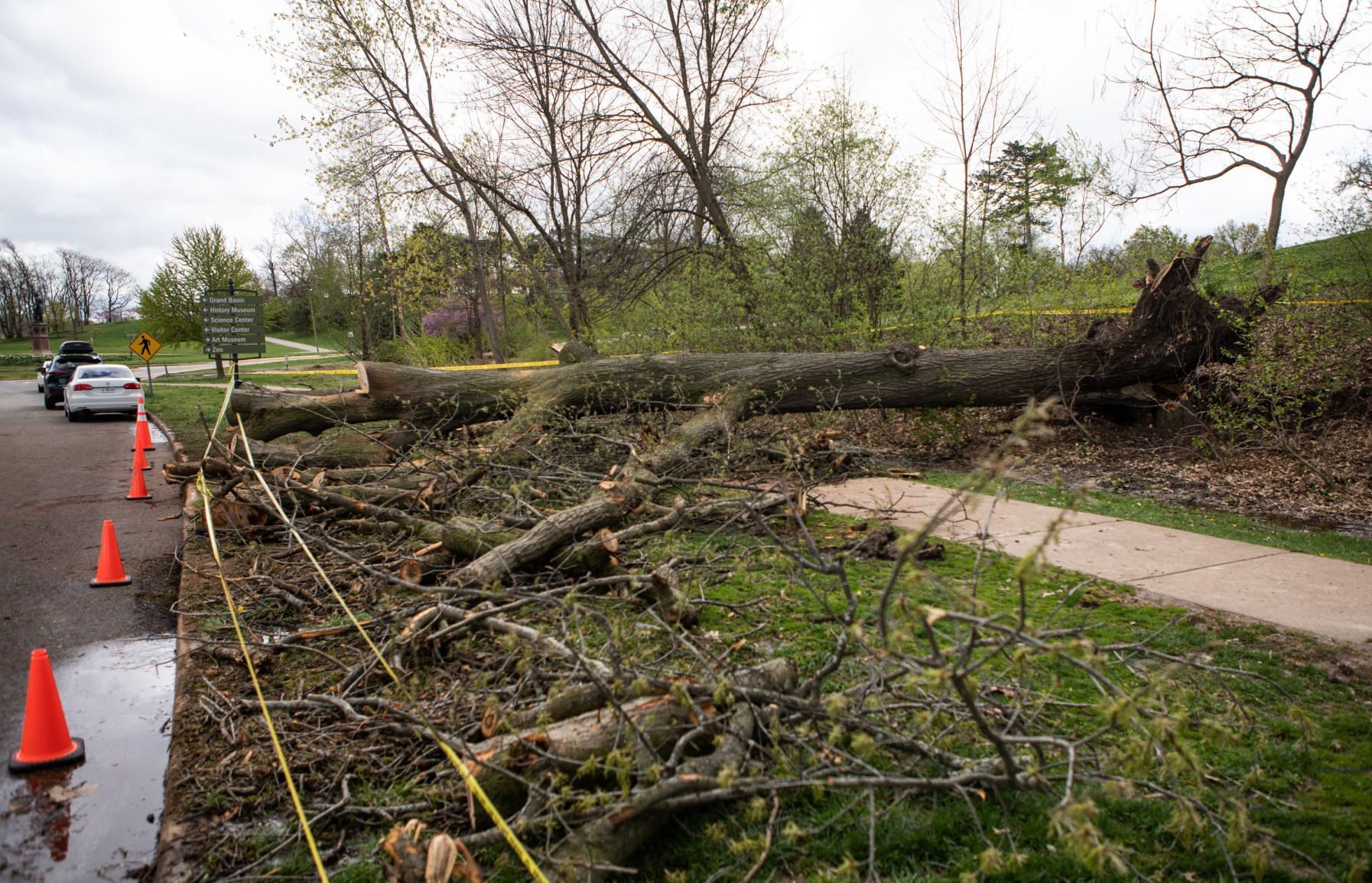 Pedestrian injured after tree falls in Forest Park